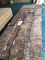 Juglans Walnut Burl Wood Veneer MDF Rotary Cut Apply To Door Leaf